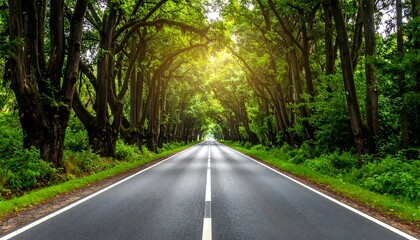 Fototapeta premium A serene road stretching through a lush forest with tall trees