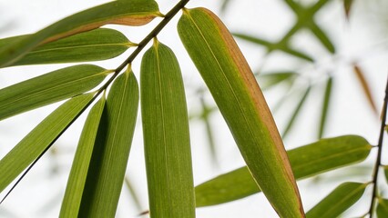 Green bamboo leaves with orange tips against a white background  