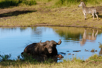 Fototapeta premium Buffalo relaxing by the water with zebra nearby in Kruger National Park South Africa