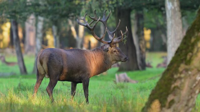 Ein Rothirsch (Cervus elaphus), mit pr&auml;chtigem Geweih sitzt in einer gr&uuml;ne Umgebung, Deutschland, Europa