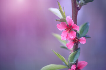Blooming peach branch in sunlight on blue blurred background outdoors, selective focus, floral spring art background