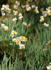 太陽の陽射しと花