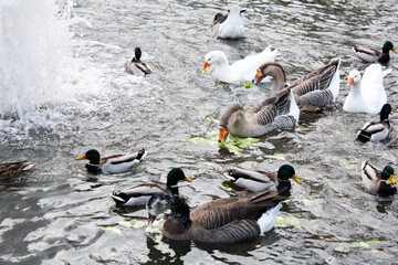 Gänse und Enten © Michelle