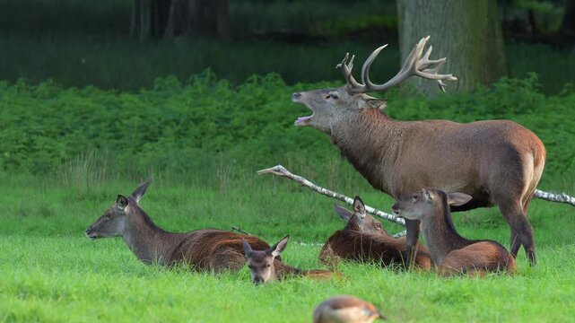 Rothirsch (Cervus elaphus), ein Rothirsch mit stattlichem Geweih, r&ouml;hrend w&auml;hrend der Brunftzeit, Hessen, Deutschland