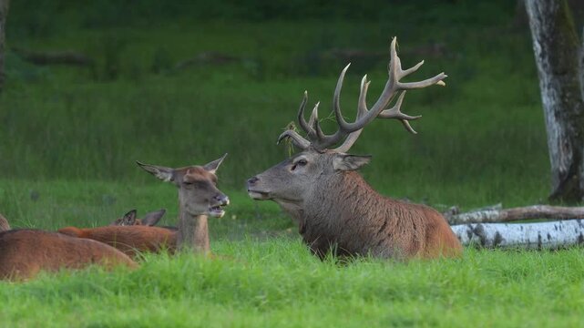 Rothirsch (Cervus elaphus), friedliches Rudel Hirsche, auf einer gr&uuml;nen Waldwiese, Deutschland, Europa