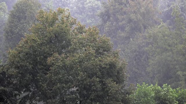 Heavy torrential rain falling through dense green broadleaf forest trees during severe storm. Intense downpour creates wet curtain rainfall across woodland canopy and lush foliage.