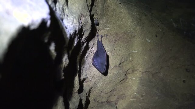 Black bat hanging from cave ceiling inside dark rocky underground wildlife habitat. Nocturnal mammal roosts quietly on stone cavern wall showing natural cave life.