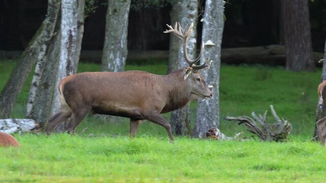 Rothirsch (Cervus elaphus), ein Rothirsch mit stattlichem Geweih, l&auml;uft umher, Hessen, Deutschland