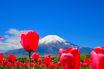 山中湖村のチューリップ畑と冠雪した富士山 © katsuhiko kato