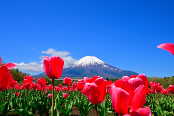 山中湖村のチューリップ畑と冠雪した富士山 © katsuhiko kato