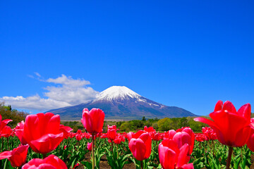 山中湖村のチューリップ畑と冠雪した富士山 © katsuhiko kato