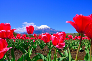 Obraz premium 山中湖村のチューリップ畑と冠雪した富士山
