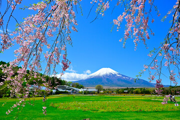 山中湖村の桜と冠雪した富士山 © katsuhiko kato