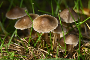 Small, ethereal Mycena mushrooms rise from the grass like miniature umbrellas, illuminated by soft light.