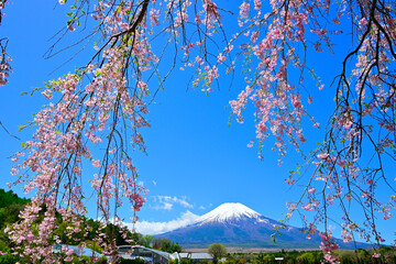 山中湖村の桜と富士山 © katsuhiko kato