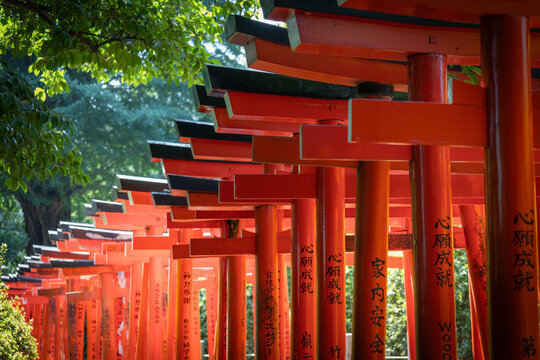 Torii Gates at Nezu Shrine in Tokyo, Japan