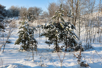 Trees covered with snow in winter forest. Beautiful winter landscape.