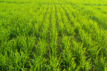 Verdant wheat field with path under cloudy sky, Green wheat ears ripen in the summer. Background of wheat. Rural landscape of wheat green field, Meadow of wheat on sundown. Nature composition.