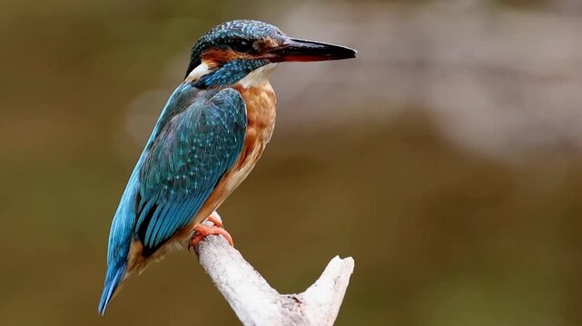 river bird kingfisher, Alcedo atthis