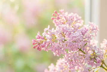 Fototapeta premium Light Purple Lilac Flowers in Morning Light