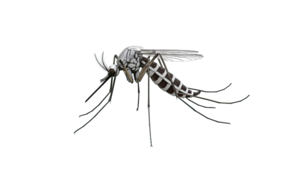 Mosquito with striped abdomen and detailed wings, isolated on white