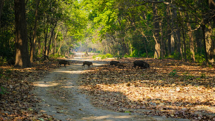 Wide Angle View of a Wild Brown Boar in Natural Habitat with Lush Green Grass and Forest Jungle in...