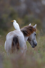 Camargue horse with a cattle egret on the back in the Camargue, France.