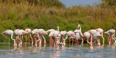 Group of Greater flamingos (Phoenicopterus roseus) in the shallow water of a lagoon in the Camargue, France.