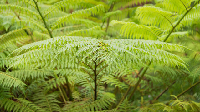 close up with green fern leaves and foliage (Cibotium schiedei) in tropical forest
