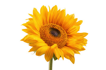Obraz premium A single yellow sunflower with a brown center. The flower is the main focus of the image and is surrounded by a white background. The sunflower's bright yellow color, png
