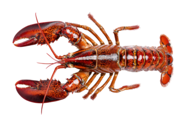 A large lobster is shown in a close up. The lobster is red and orange with black spots, png