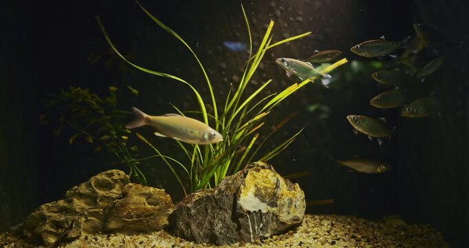 Butterfly Trout Or Barilius Pulchellus Float In Zoo Aquarium. Pulchellus Is Latin Diminutive Meaning Beautiful. Butterfly Trout Common Freshwater Fish Kept As Pets. Small Freshwater Fish. Butterfly