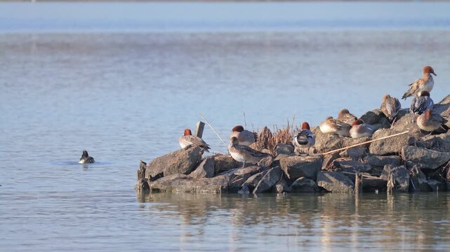 Flock of Waterfowl Resting by a Calm Lakeshore in Winter,Mareca penelope