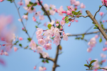 Pink crabapple blossoms and red buds against a blue sky