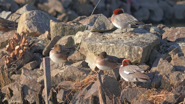 Flock of Waterfowl Resting by a Calm Lakeshore in Winter,Mareca penelope