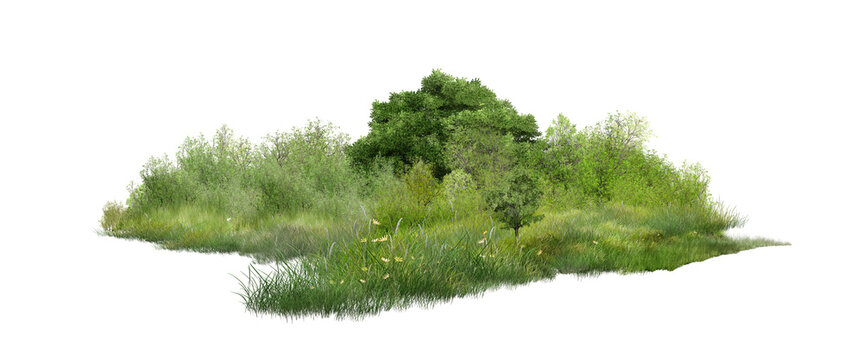 green moss isolated on white background