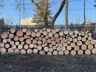Neatly stacked logs after logging in a forest