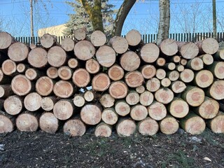 Neatly stacked logs after logging in a forest
