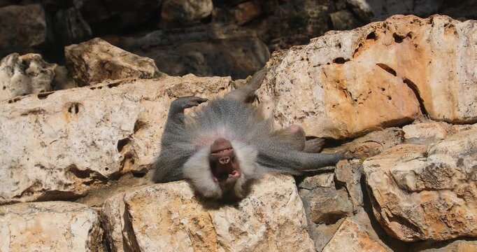 Large male hamadryas baboon basking in the sun on rocky cliff
