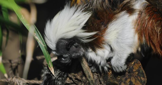 The Cotton-top Tamarin (Saguinus Oedipus), little monkey in the jungle
