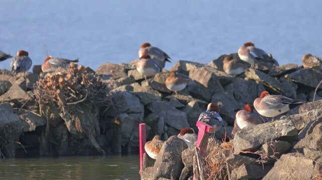 Flock of Waterfowl Resting by a Calm Lakeshore in Winter,Mareca penelope