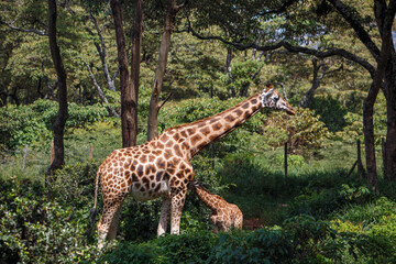 Obraz premium Jirafa de Rothschild caminando por la sabana de Kenia, África