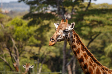 Obraz premium Jirafa de Rothschild caminando por la sabana de Kenia, África
