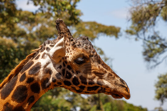 Jirafa de Rothschild caminando por la sabana de Kenia, &Aacute;frica