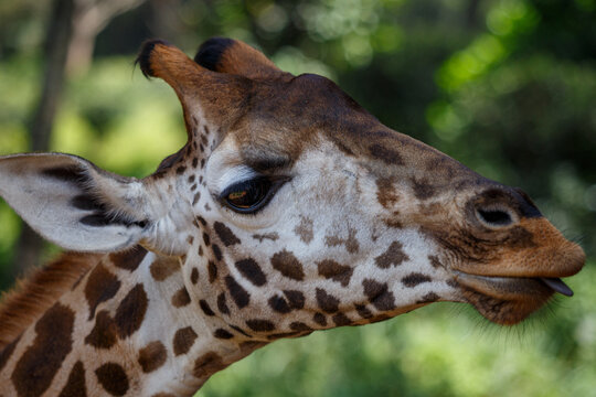 Jirafa de Rothschild caminando por la sabana de Kenia, &Aacute;frica