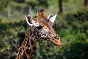 Obraz premium Jirafa de Rothschild caminando por la sabana de Kenia, África