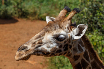 Fototapeta premium Jirafa de Rothschild caminando por la sabana de Kenia, África