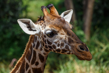 Obraz premium Jirafa de Rothschild caminando por la sabana de Kenia, África