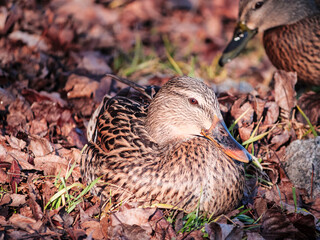 female mallard duck