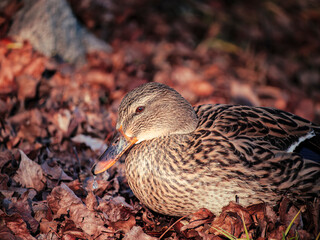 female mallard duck